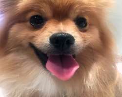 Beer is accompanied by a cute dog in his home.